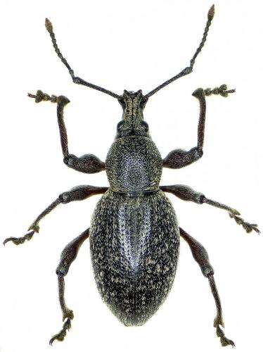 Otiorhynchus sellae sellae